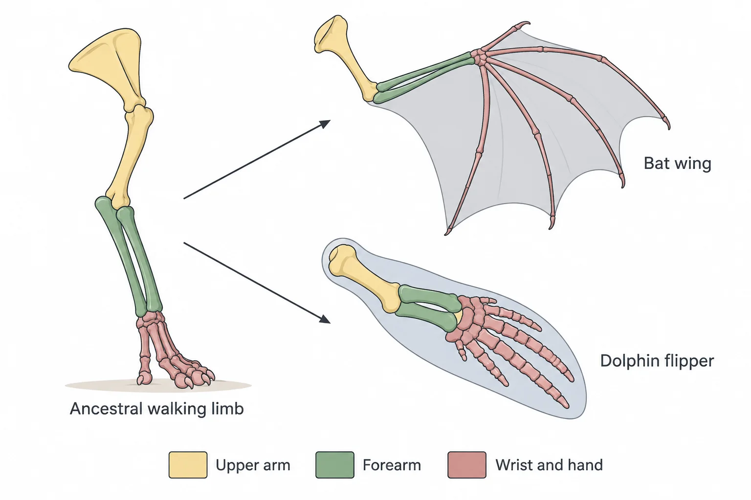 Three front-limb skeletons: an ancestral walking limb on the left, with arrows leading to a bat wing and a dolphin flipper on the right; matching groups of bones share the same color in all three