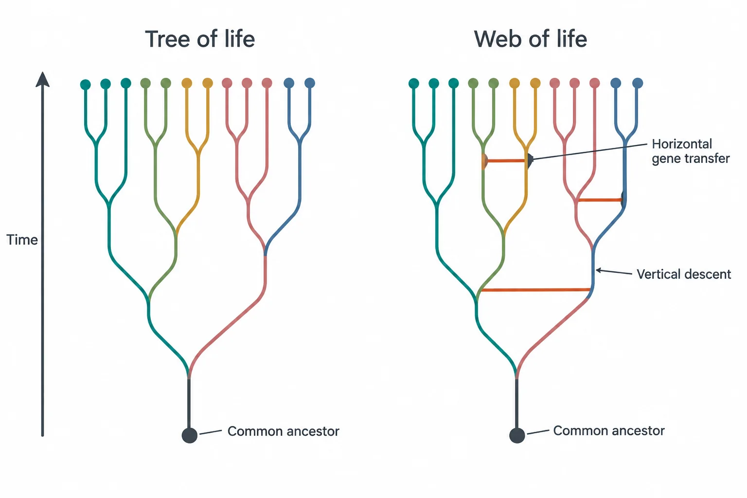 Two branching diagrams side by side with time running upward. The left one, a tree of life, has branches that only split from a common ancestor. The right one, a web of life, has the same branches plus horizontal lines connecting neighboring branches, marking horizontal gene transfer.