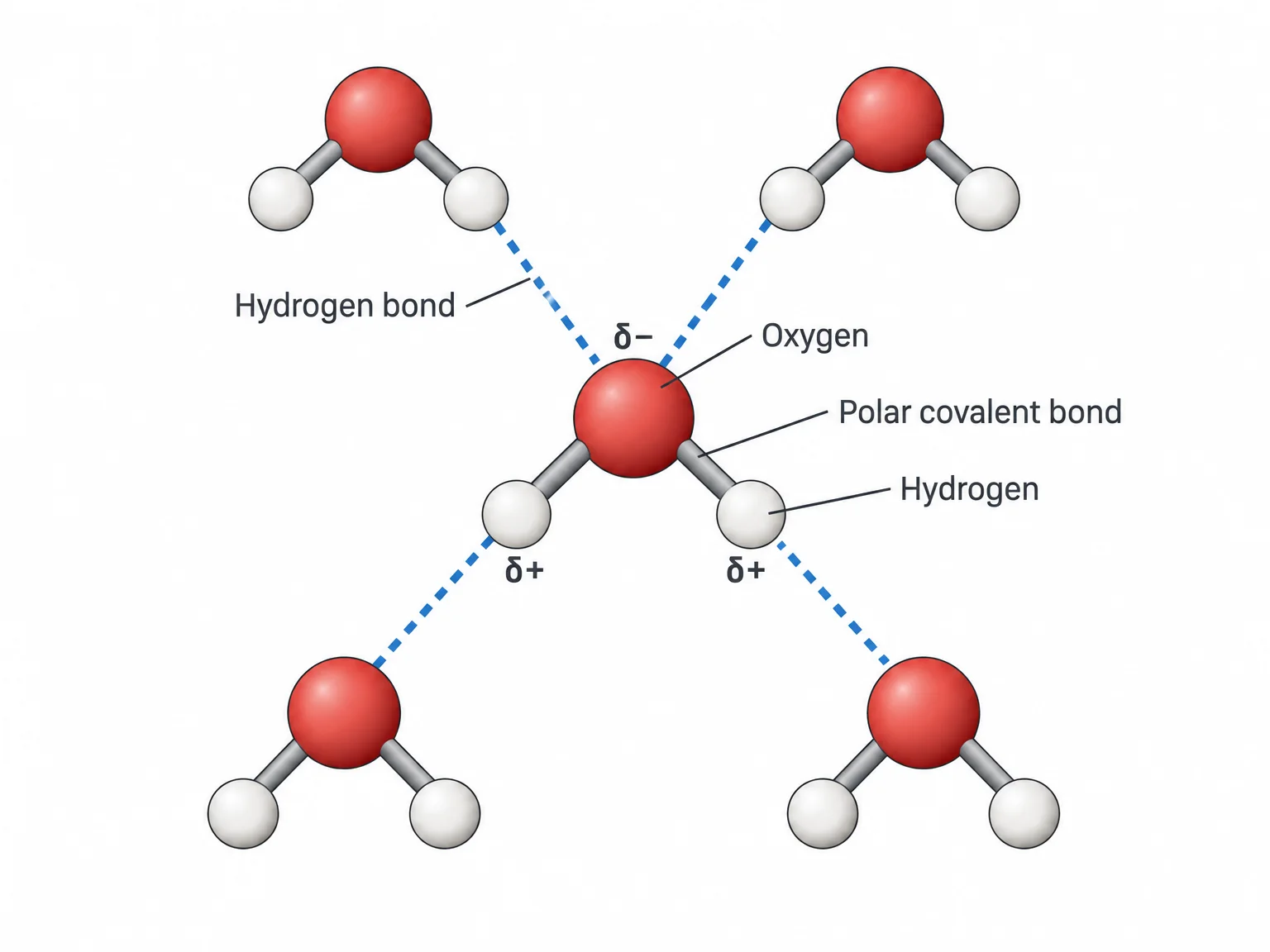 A cluster of water molecules. Solid lines join each oxygen to its two hydrogens, and dashed lines connect the partially positive hydrogen of one molecule to the partially negative oxygen of a neighbor.