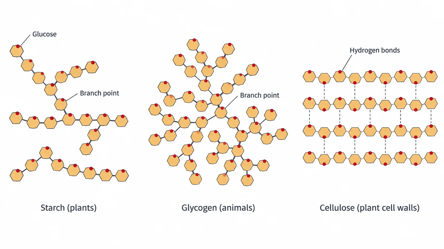 Three polysaccharides drawn as chains of glucose hexagons. Starch: long chains with a few branches. Glycogen: a dense cluster of chains with many branches. Cellulose: straight, unbranched chains lying side by side, joined by dashed hydrogen bonds, with every other glucose flipped.