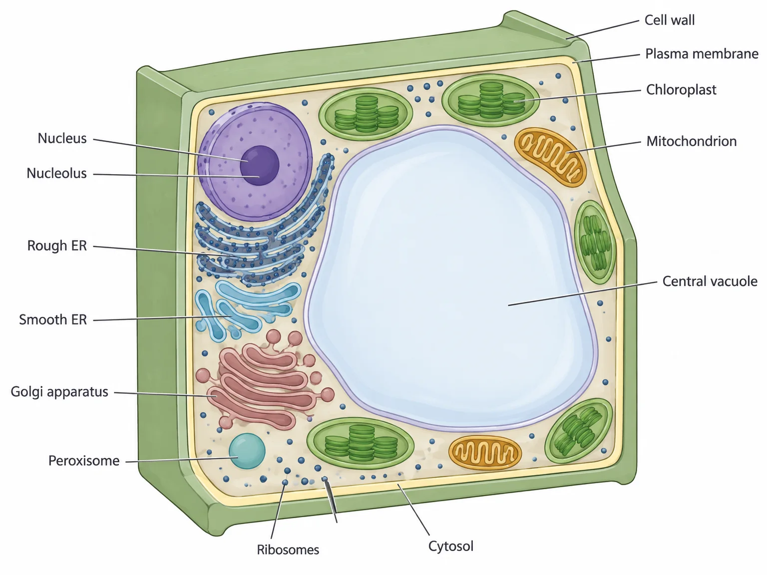 Cutaway of a plant cell showing the cell wall outside the plasma membrane, a large central vacuole filling most of the cell, chloroplasts, mitochondria, the nucleus with nucleolus, endoplasmic reticulum, Golgi apparatus, and peroxisome