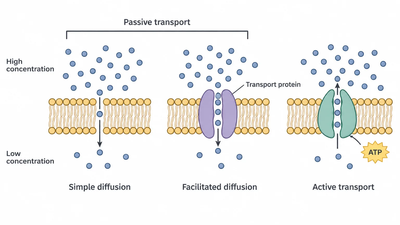 Three panels of a membrane with solute particles crowded above it. Left: particles pass directly through the bilayer to the sparse side below. Middle: particles pass downward through a transport protein. Right: a transport protein uses ATP to move particles from the sparse side up to the crowded side