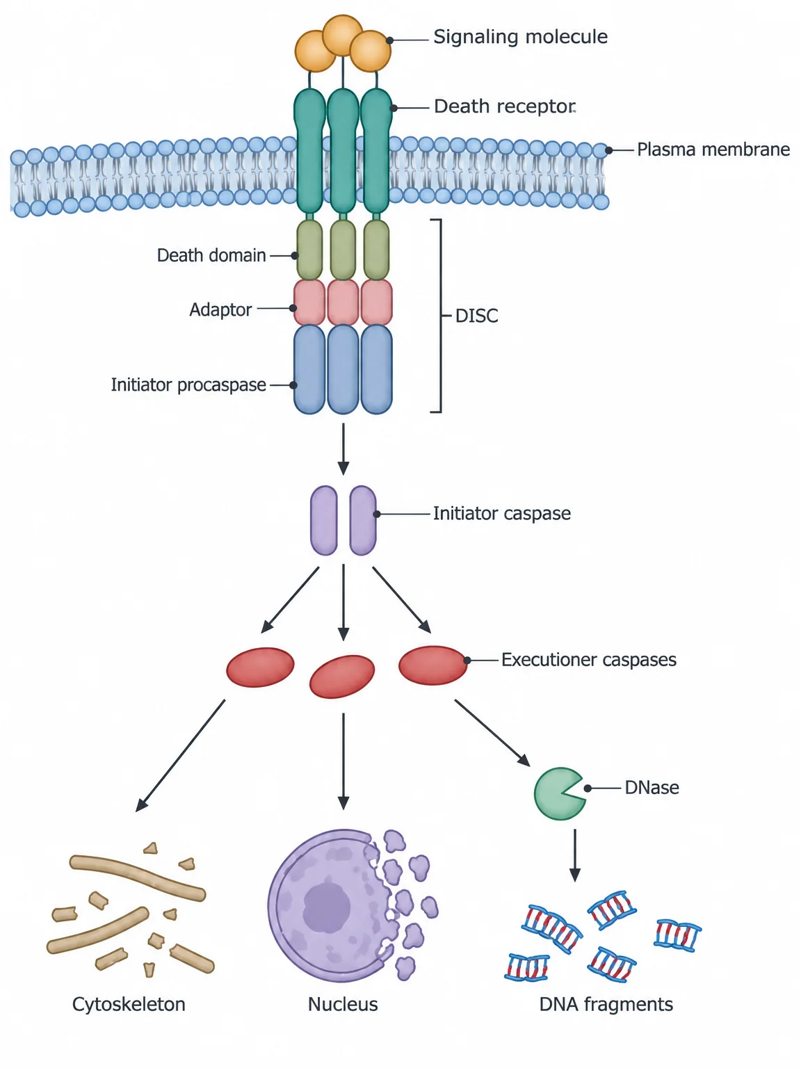 A trimeric signaling molecule binds three death receptors in the plasma membrane. Their inner death domains bind adaptor proteins and an initiator procaspase, together bracketed as the DISC. An active initiator caspase is released and activates several executioner caspases, which break up the cytoskeleton, damage the nucleus, and switch on DNase, which cuts DNA into fragments