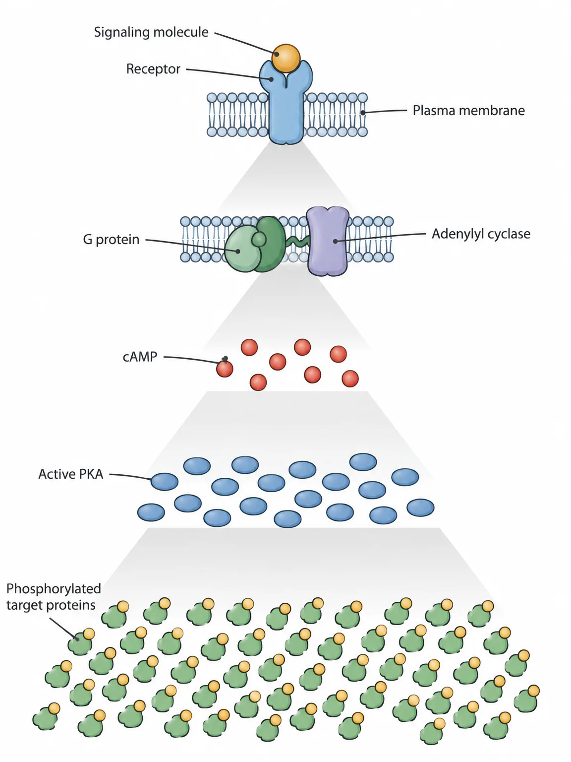 A diagram that widens from top to bottom. One signaling molecule binds one receptor in the plasma membrane, which activates one G protein and one adenylyl cyclase. Arrows fan out to several cAMP molecules, then to more PKA molecules, then to many phosphorylated target proteins