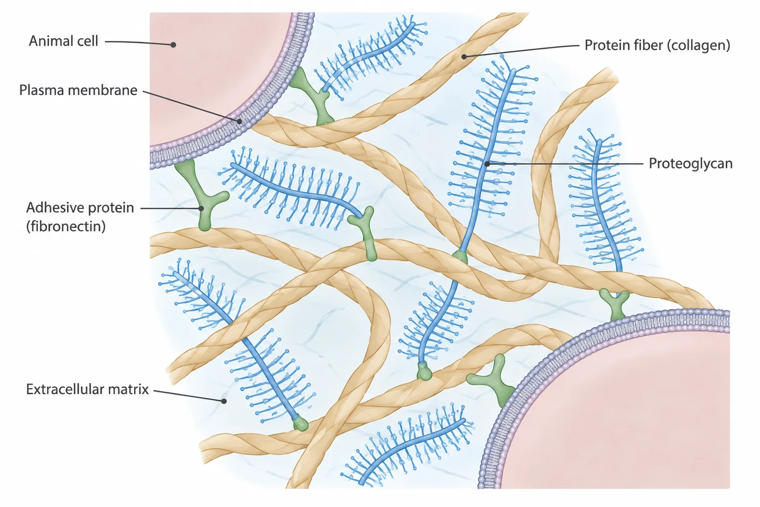 Two animal cells sitting in a meshwork of long protein fibers and bottlebrush-shaped proteoglycans, with small adhesive proteins linking the meshwork to the cells' plasma membranes