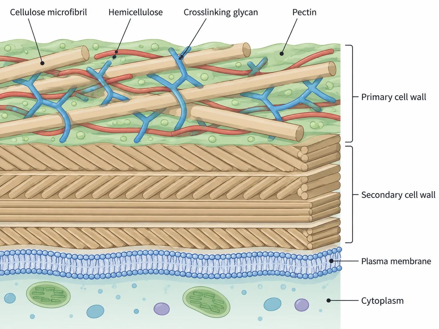 Cutaway of the edge of a plant cell. From outside inward: the primary cell wall, a meshwork of cellulose microfibrils, hemicellulose, crosslinking glycans, and pectin; then several layers of secondary cell wall; then the plasma membrane