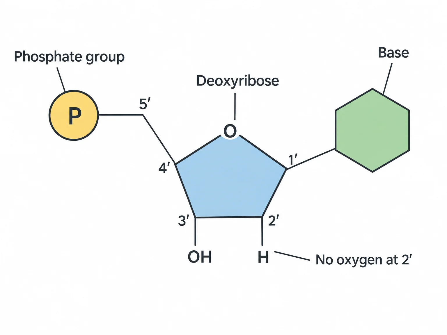 A DNA nucleotide: a phosphate group on the left bonded to the 5-prime carbon of a five-sided deoxyribose ring, with the carbons numbered 1-prime through 5-prime and a single-ring base attached at the 1-prime carbon. The 2-prime carbon carries only a hydrogen, with no oxygen.