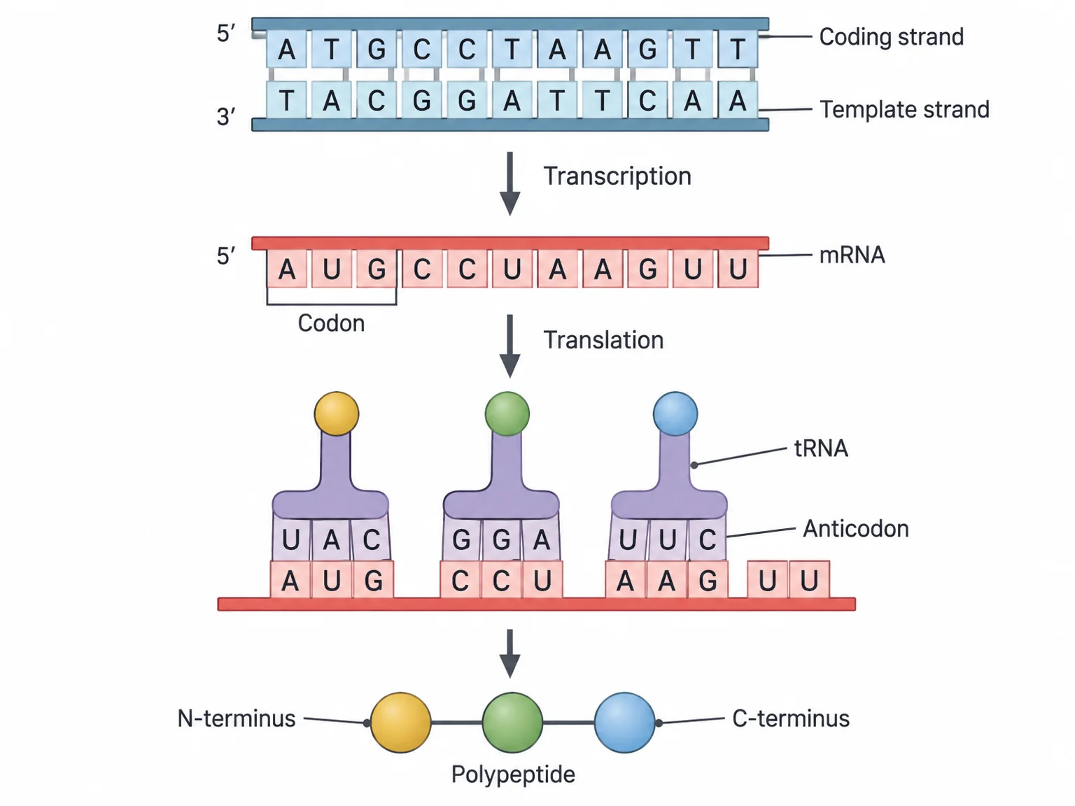 Four aligned rows from top to bottom. Top: a short double-stranded DNA segment, with the coding strand on top and the template strand below it. Next: the mRNA transcribed from the template strand, divided into codons. Next: tRNAs, each with an anticodon base-paired to one codon. Bottom: the amino acids carried by those tRNAs linked into a polypeptide, with the N-terminus on the left and the C-terminus on the right.