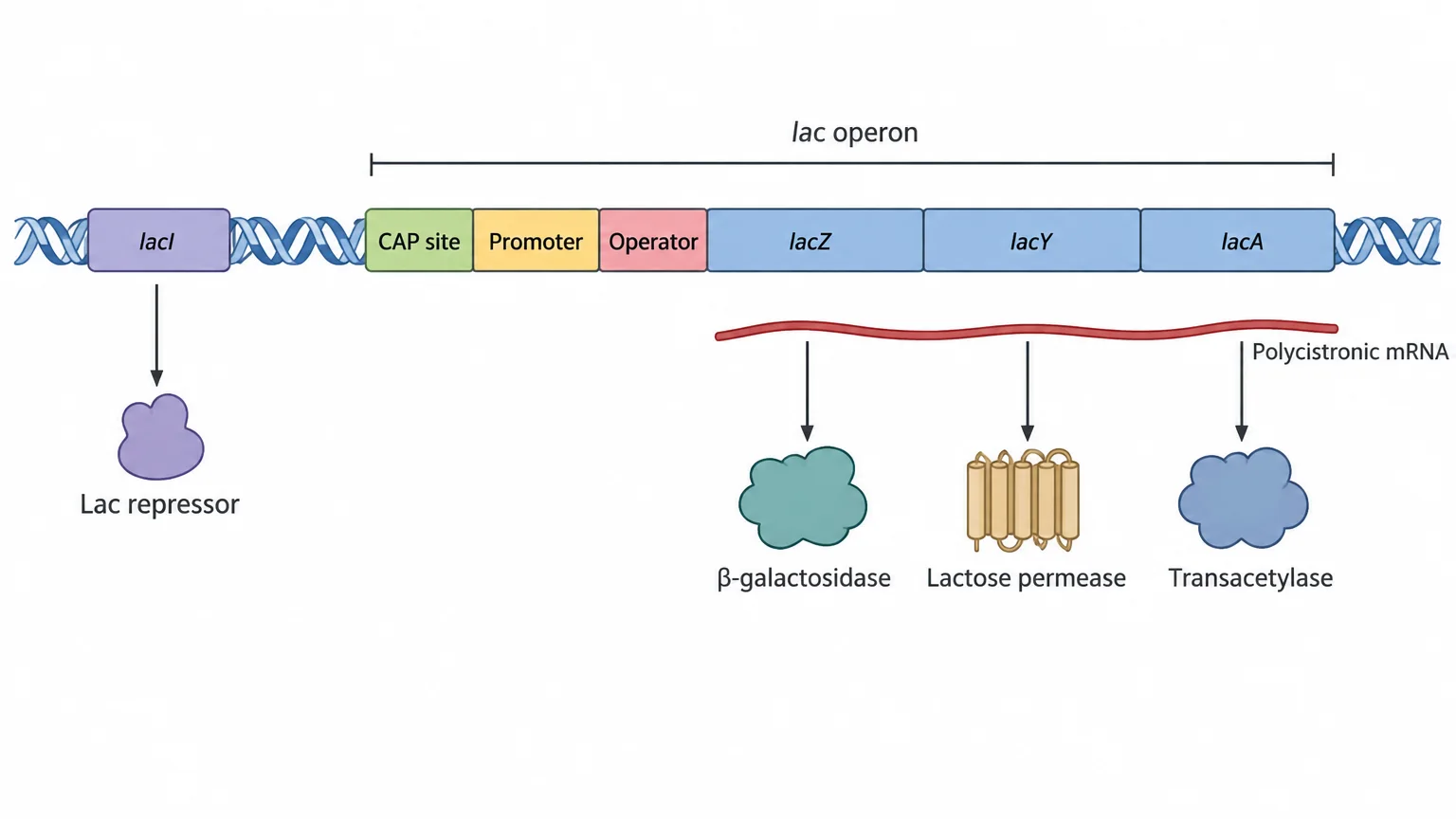 A horizontal stretch of bacterial DNA. At the left, the lacI gene, with an arrow to the lac repressor protein it codes. To its right, in order: the CAP site, the promoter, the operator, and three genes, lacZ, lacY, and lacA, with one bracket over all of these labeled the lac operon. Below the three genes, one long mRNA is translated into three proteins: beta-galactosidase, lactose permease, and transacetylase.