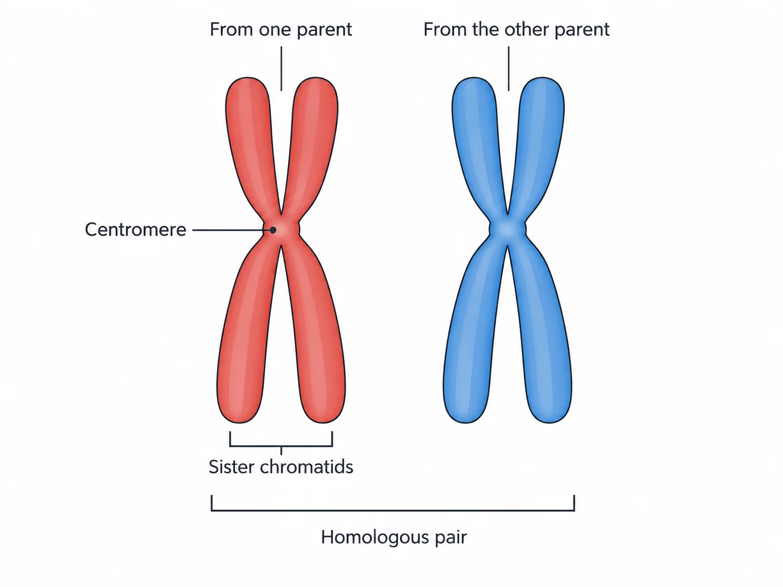 A pair of replicated homologous chromosomes side by side. The left chromosome is red and the right is blue; each is X-shaped, made of two identical chromatids joined at a centromere. A bracket spans both chromosomes, labeled homologous pair, and a smaller bracket spans the two chromatids of the red chromosome, labeled sister chromatids.