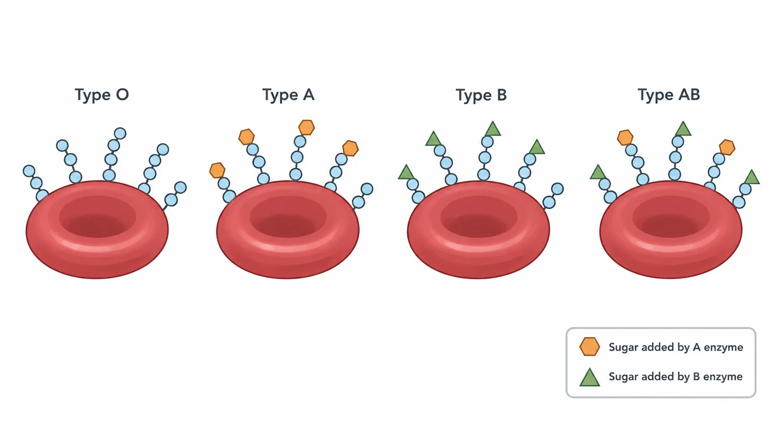 Four red blood cells, one for each blood type, each with short carbohydrate chains on its surface. Type O chains end without an extra sugar; type A chains end in an orange hexagon; type B chains end in a green triangle; type AB carries both kinds of chains.