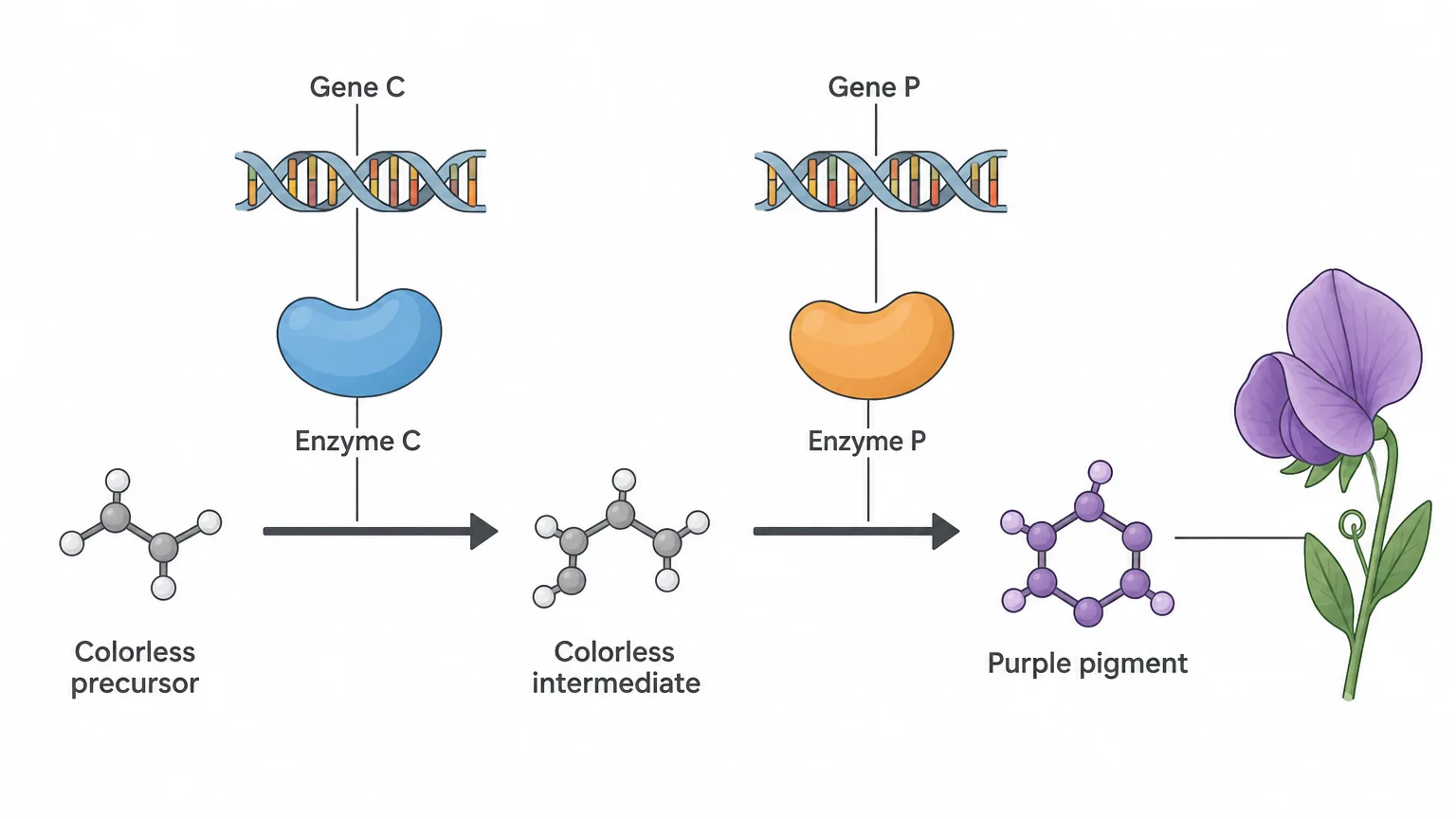 A two-step pathway read left to right: a colorless precursor is converted by enzyme C into a colorless intermediate, which enzyme P converts into purple pigment. Gene C codes enzyme C and gene P codes enzyme P.
