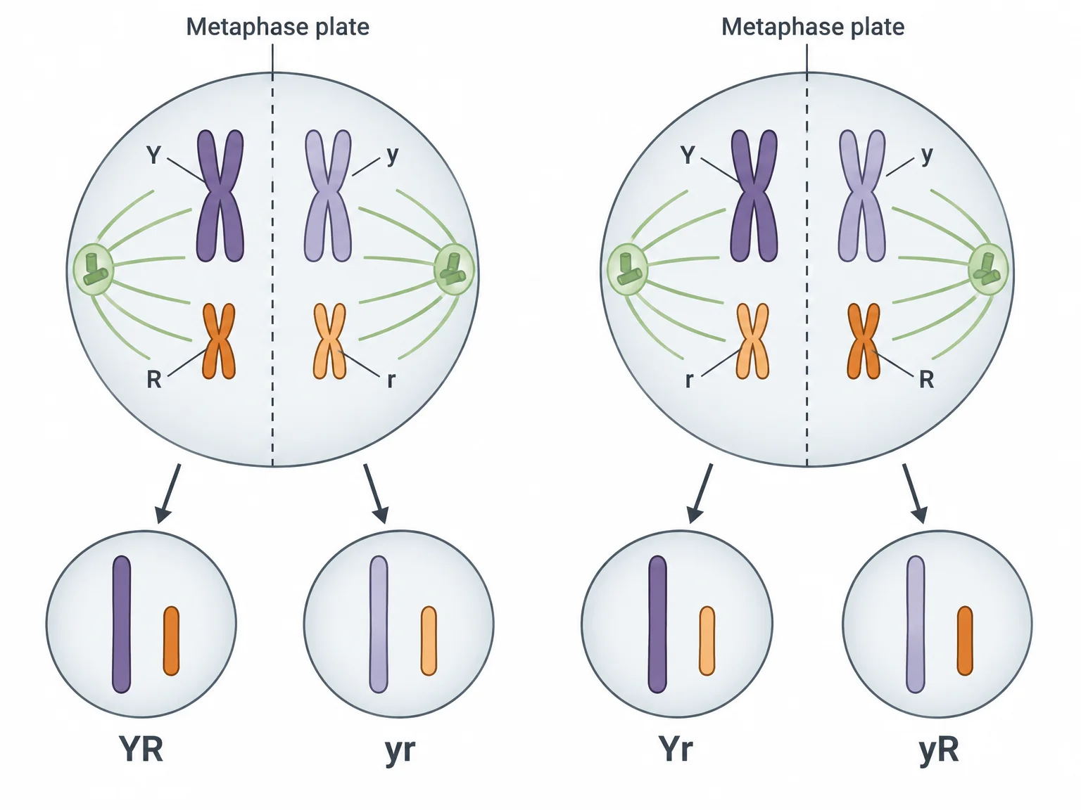 Two side-by-side cells at metaphase of meiosis I, each with two homologous pairs lined up in the middle. Left: Y and R on the same side, giving YR and yr gametes. Right: Y and r on the same side, giving Yr and yR gametes.